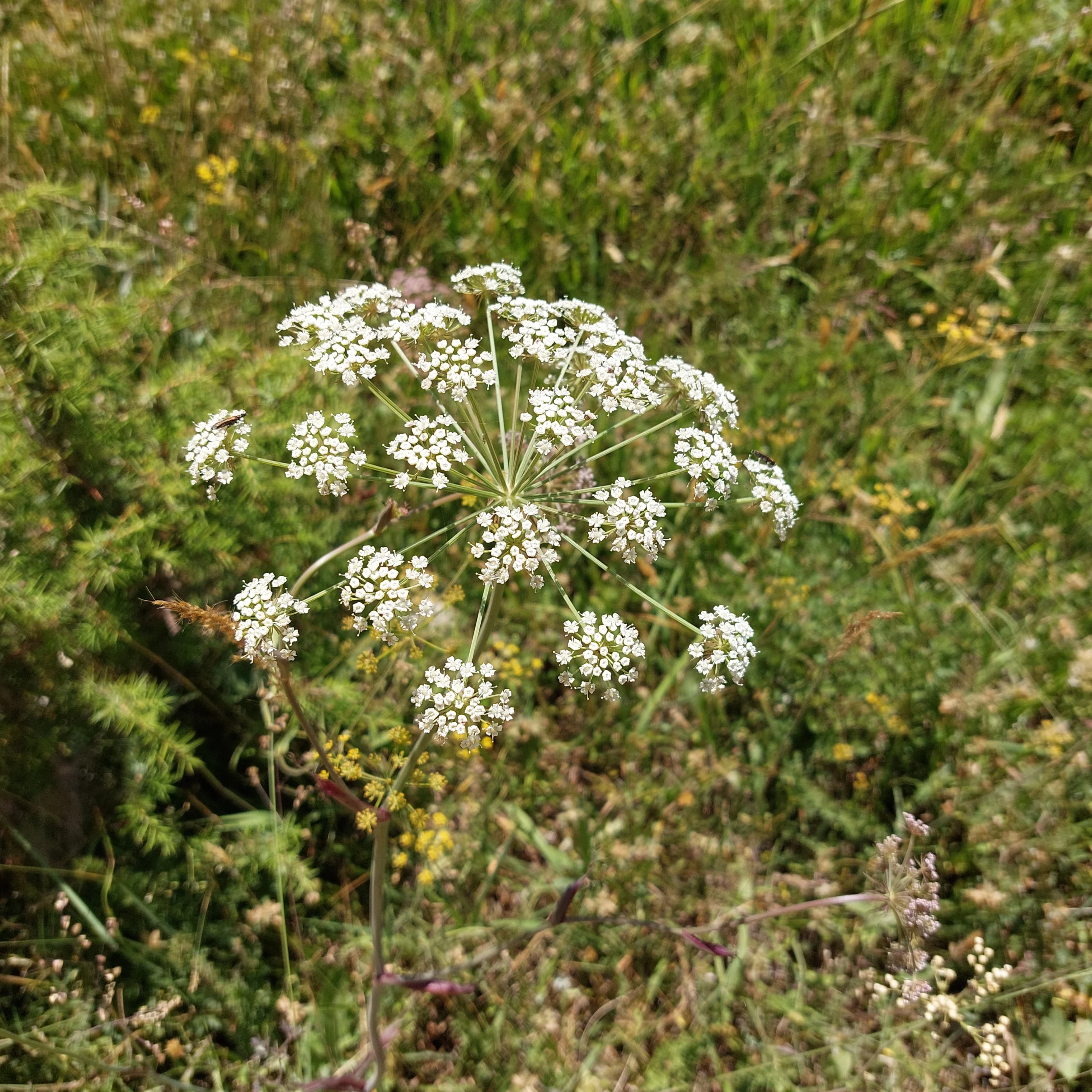 Anđelika koren (Angelica archangelica) biljne kapi 100ml - Slika 2