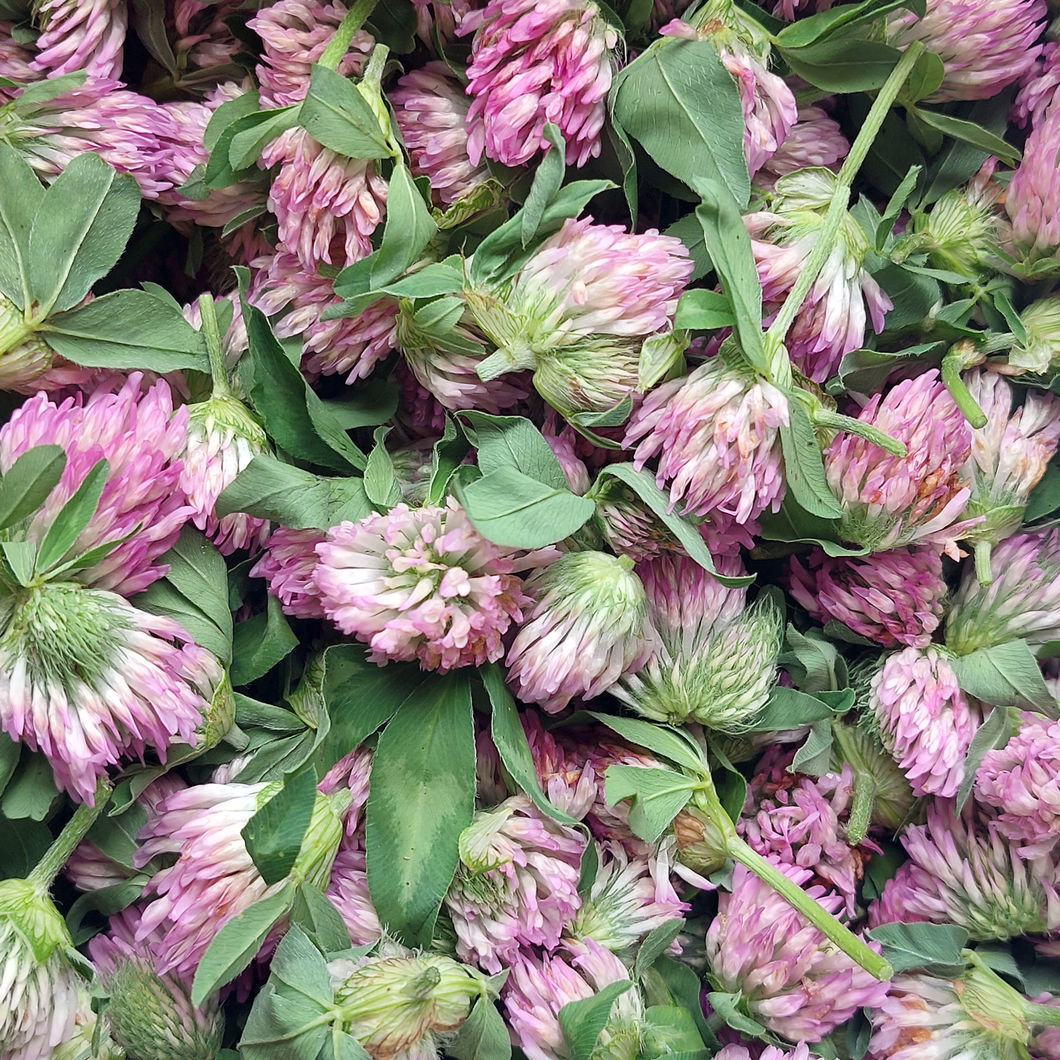 Crvena detelina (Trifolium pratense) biljne kapi 100ml - Slika 5
