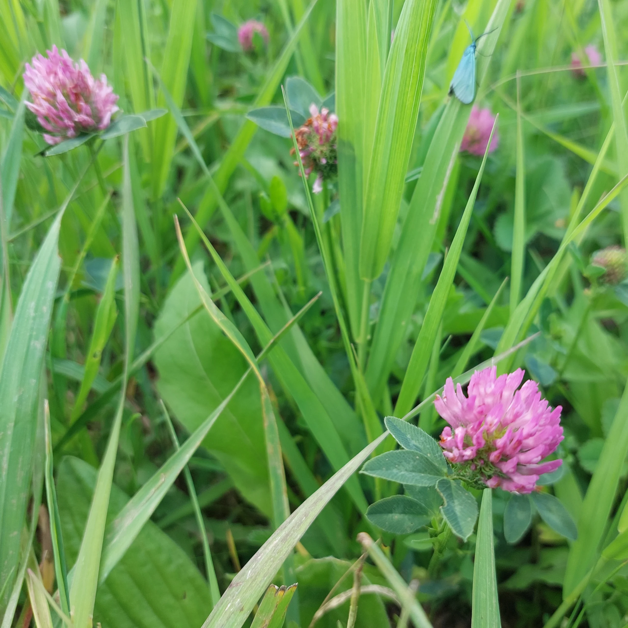 Crvena detelina (Trifolium pratense) biljne kapi 100ml - Slika 2