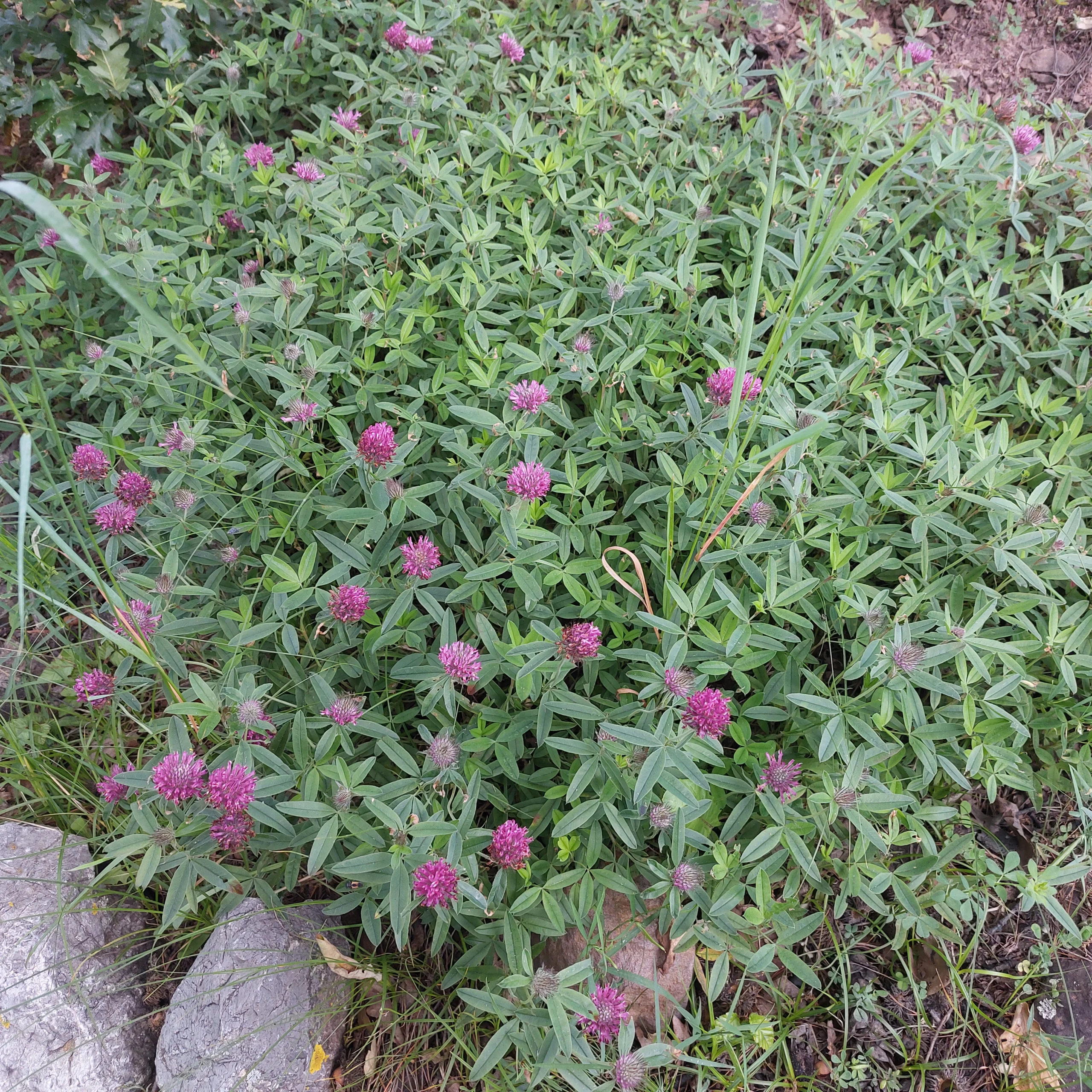 Crvena detelina (Trifolium pratense) biljne kapi 100ml - Slika 3
