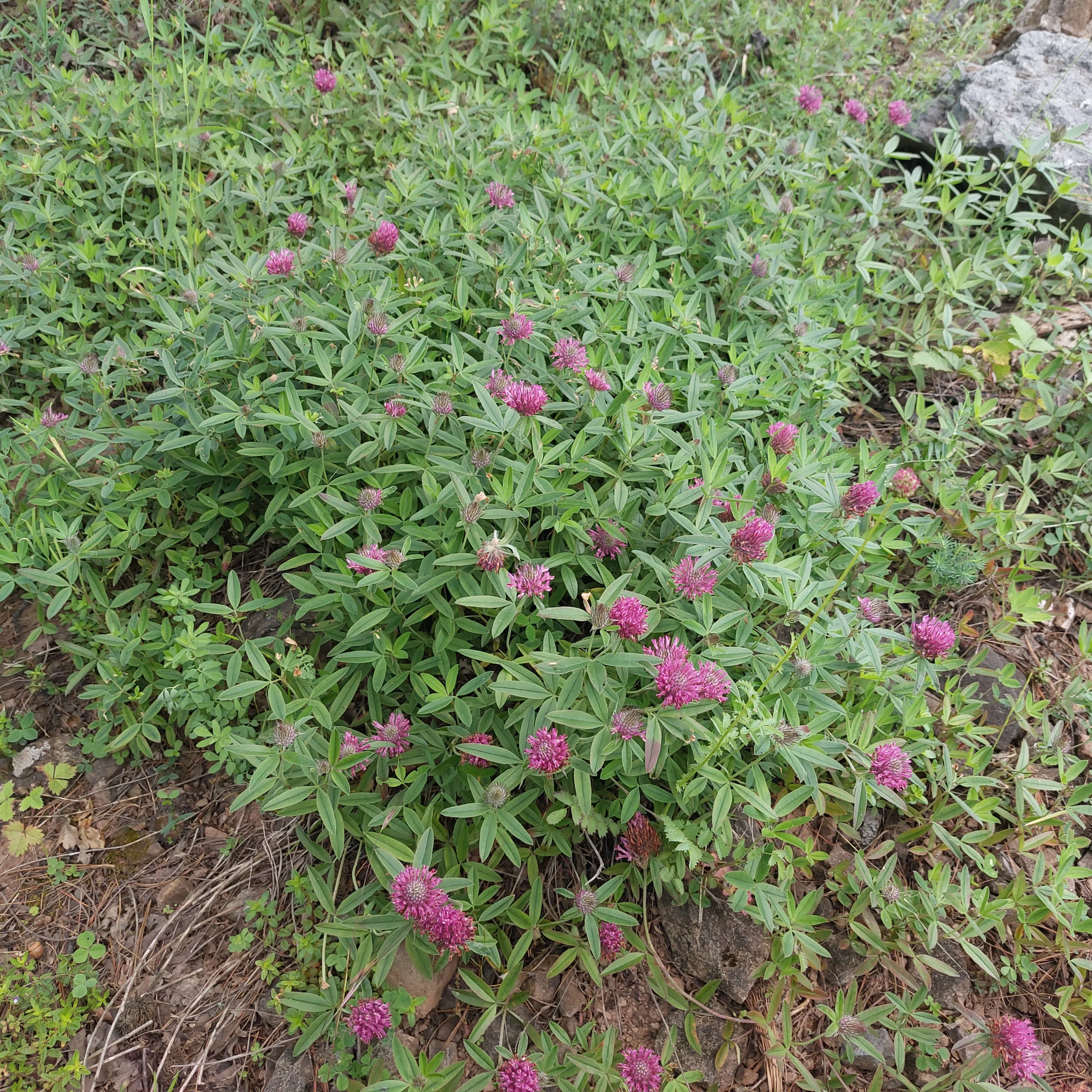 Crvena detelina (Trifolium pratense) biljne kapi 100ml - Slika 4