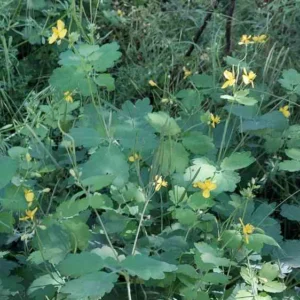 Rusa (Chelidonium majus L.) biljne kapi 100ml
